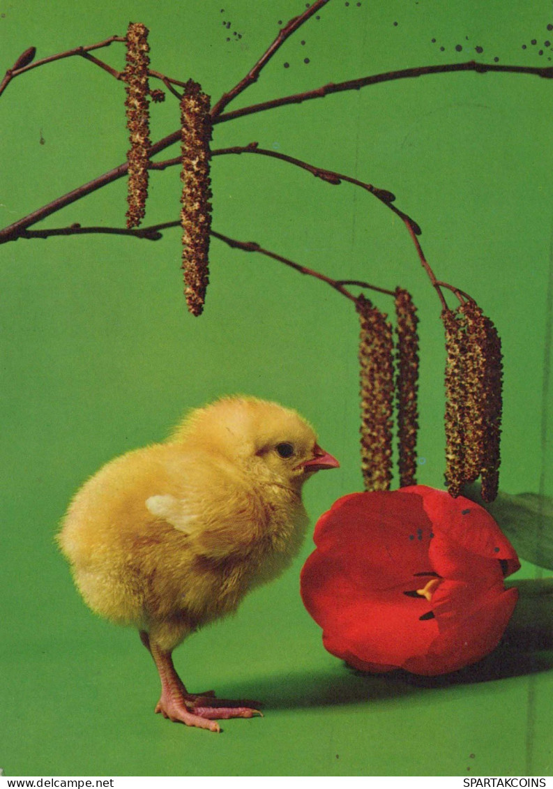 PASCUA POLLO HUEVO Vintage Tarjeta Postal CPSM #PBP163.ES - Pâques