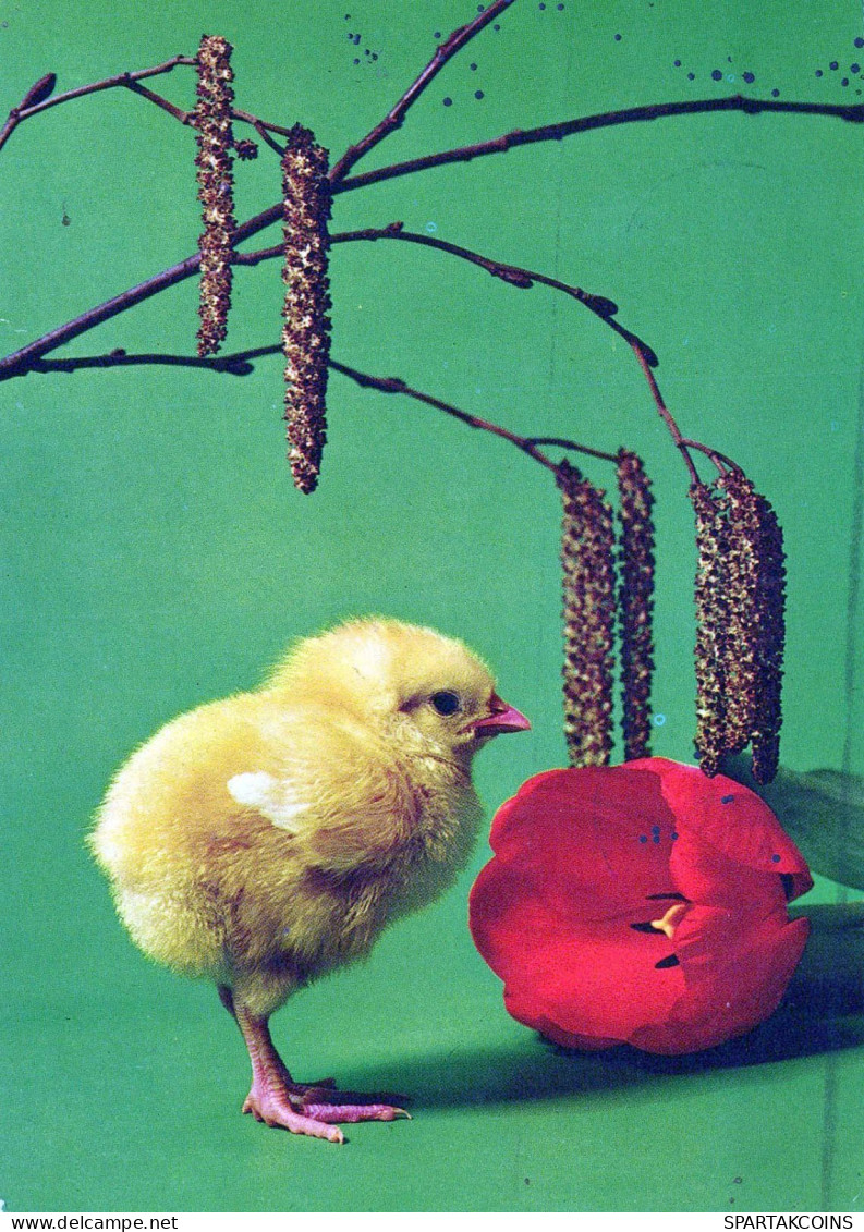 PASCUA POLLO HUEVO Vintage Tarjeta Postal CPSM #PBP163.ES - Easter