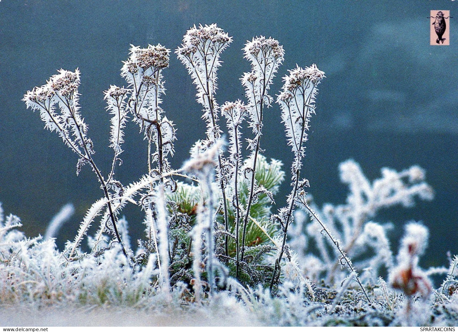 FLOWERS Vintage Ansichtskarte Postkarte CPSM #PAS450.DE - Flowers