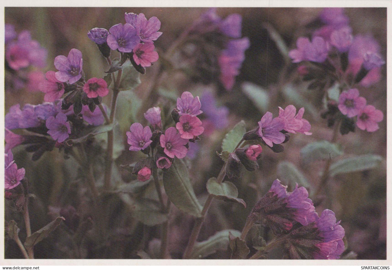 FLOWERS Vintage Ansichtskarte Postkarte CPSM #PAR549.DE - Flowers