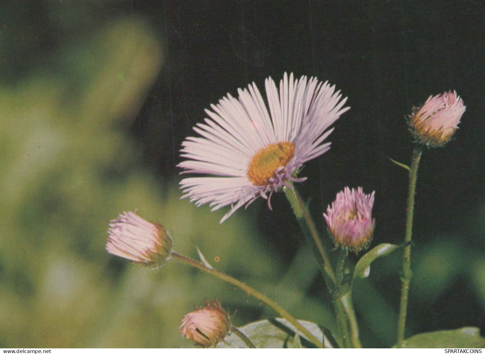 FLOWERS Vintage Ansichtskarte Postkarte CPSM #PAR669.DE - Flowers