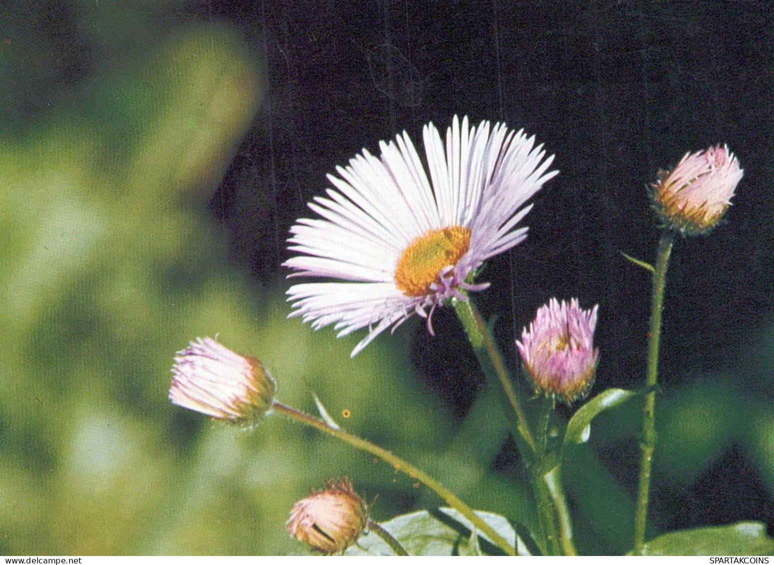 FLOWERS Vintage Ansichtskarte Postkarte CPSM #PAR669.DE - Flowers