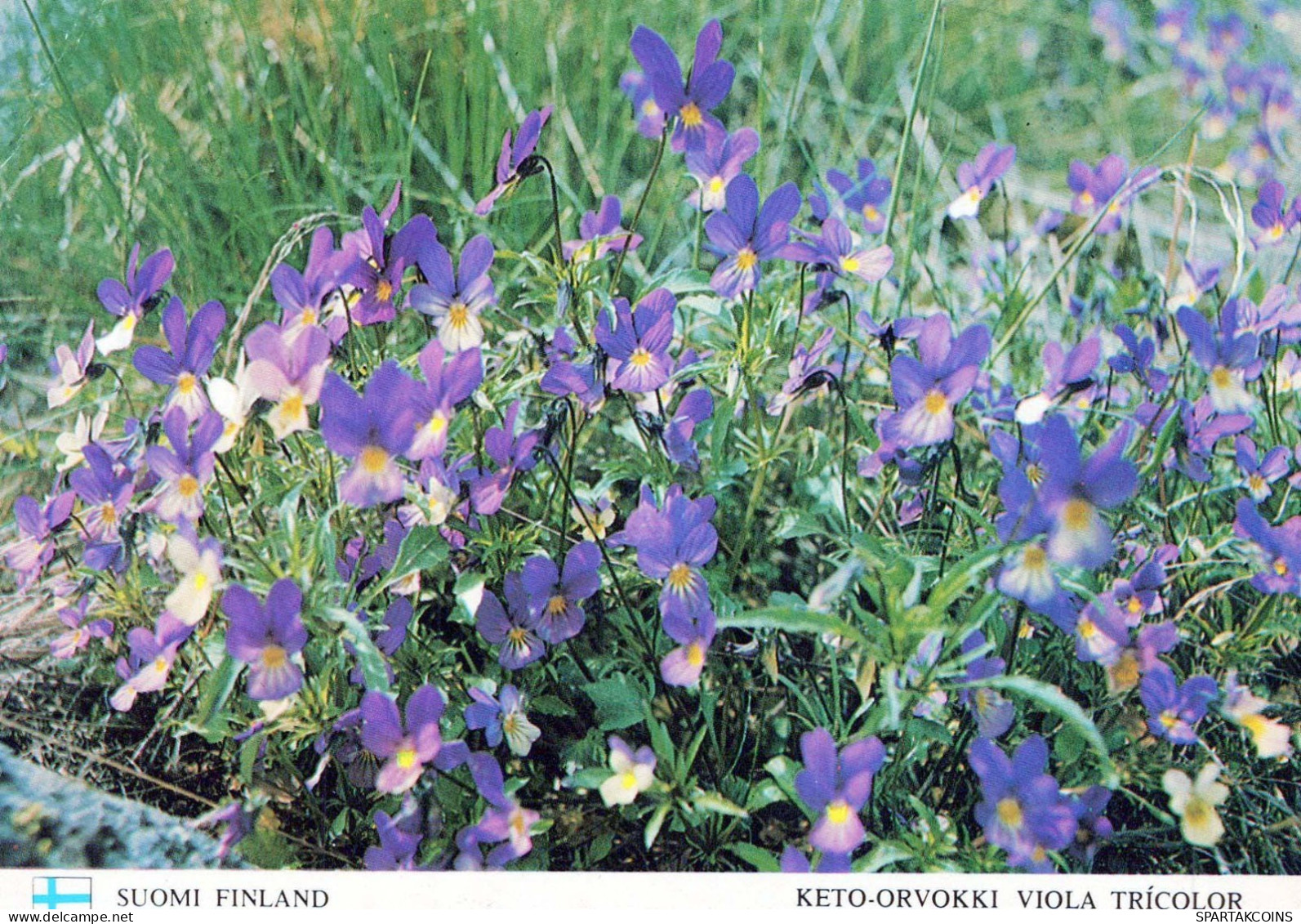 FLOWERS Vintage Ansichtskarte Postkarte CPSM #PAR007.DE - Flowers