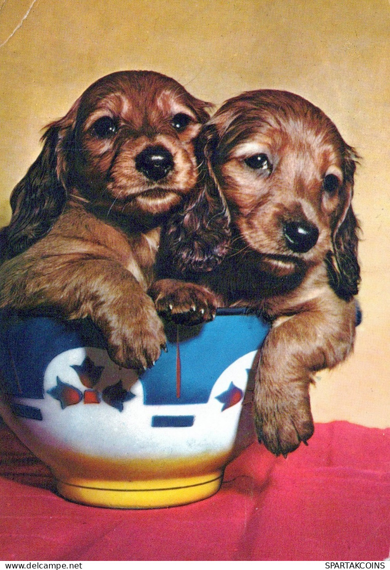 HUND Tier Vintage Ansichtskarte Postkarte CPSM #PAN611.DE - Dogs