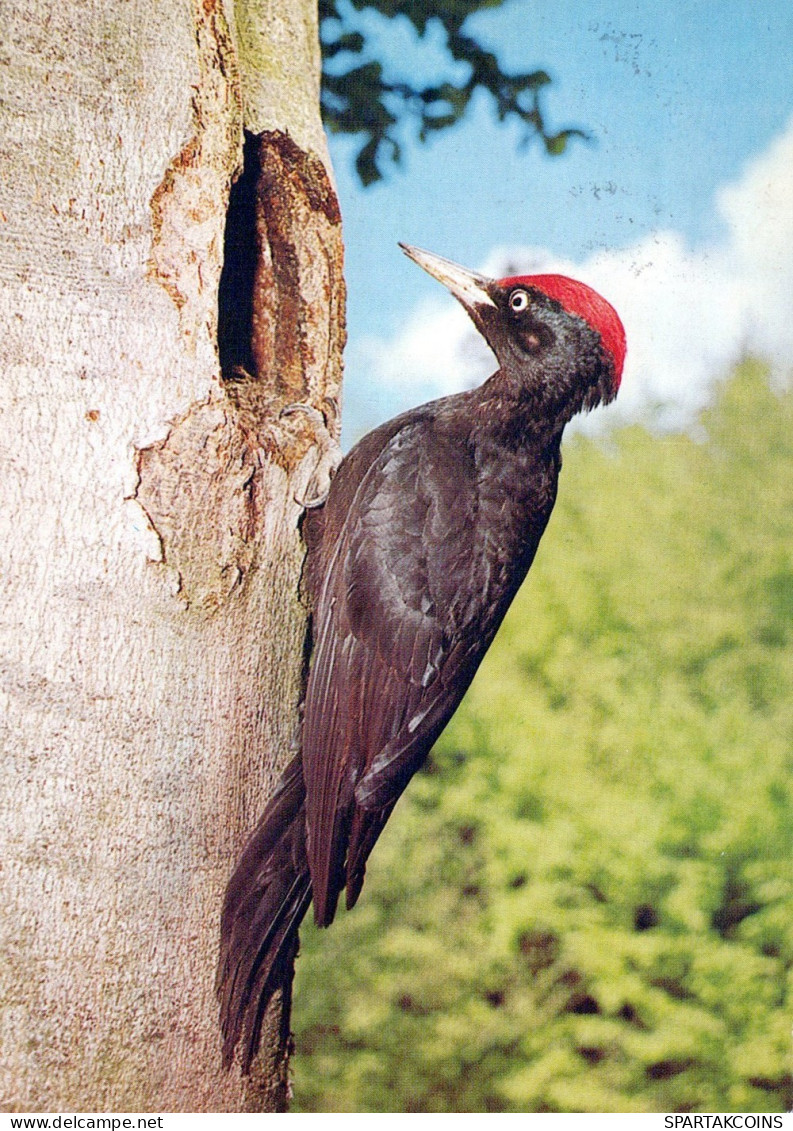 VOGEL Tier Vintage Ansichtskarte Postkarte CPSM #PAN232.DE - Uccelli