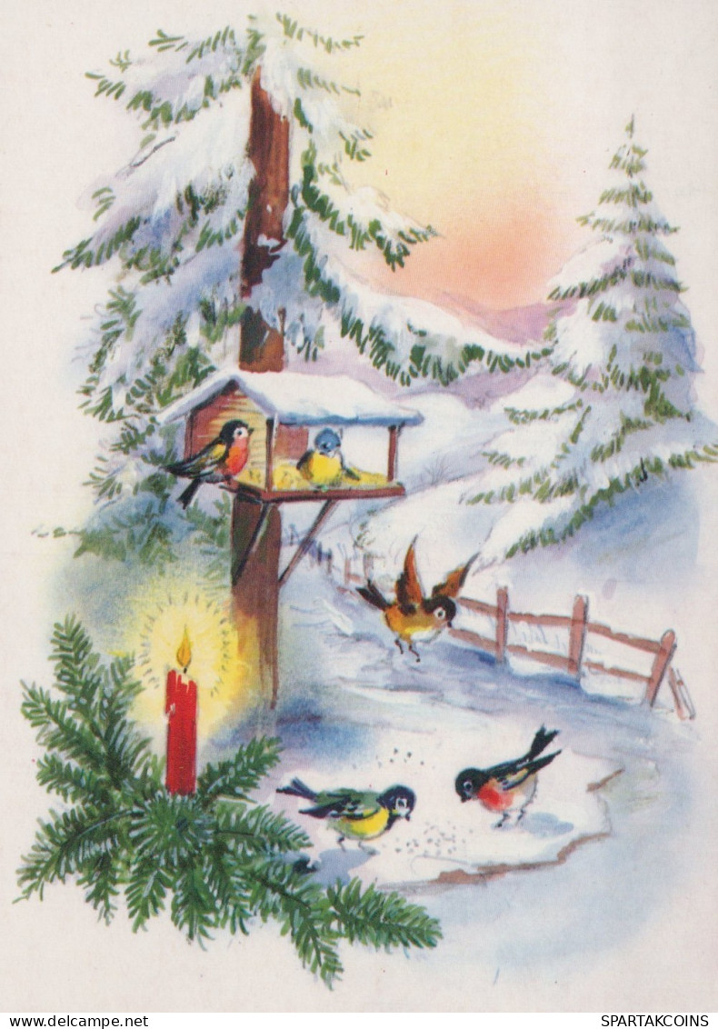 VOGEL Tier Vintage Ansichtskarte Postkarte CPSM #PAM799.DE - Birds