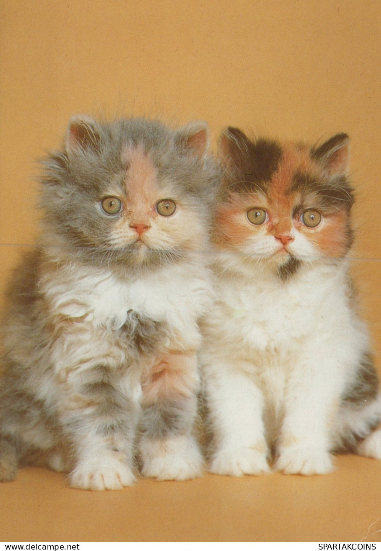 KATZE MIEZEKATZE Tier Vintage Ansichtskarte Postkarte CPSM #PAM292.DE - Cats