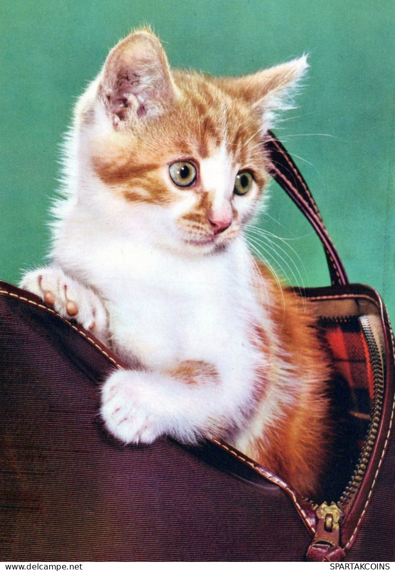 KATZE MIEZEKATZE Tier Vintage Ansichtskarte Postkarte CPSM #PAM609.DE - Katten