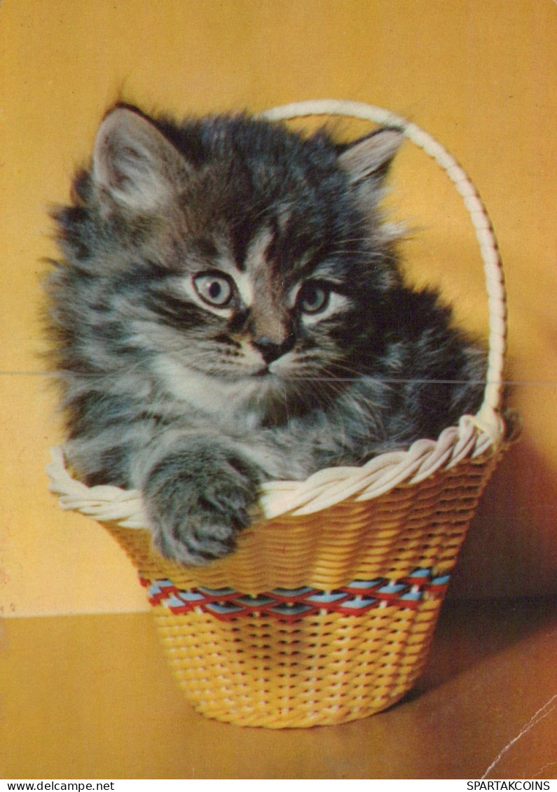KATZE MIEZEKATZE Tier Vintage Ansichtskarte Postkarte CPSM #PAM108.DE - Katzen