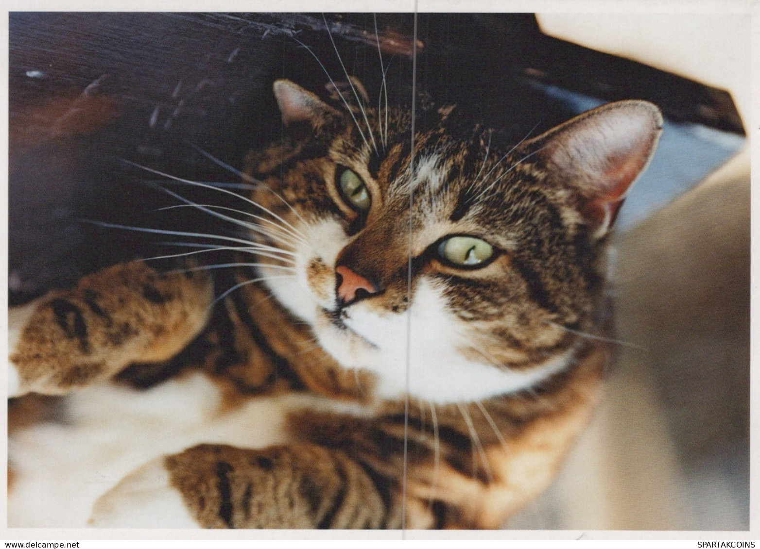 KATZE MIEZEKATZE Tier Vintage Ansichtskarte Postkarte CPSM Unposted #PAM356.DE - Katten