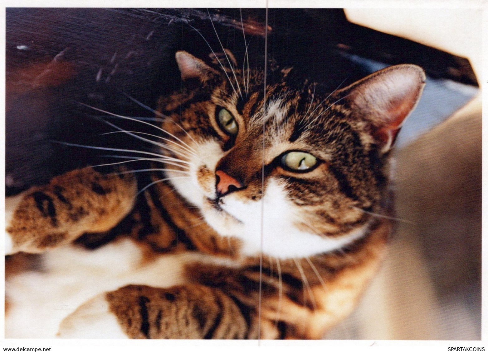 KATZE MIEZEKATZE Tier Vintage Ansichtskarte Postkarte CPSM Unposted #PAM356.DE - Katten