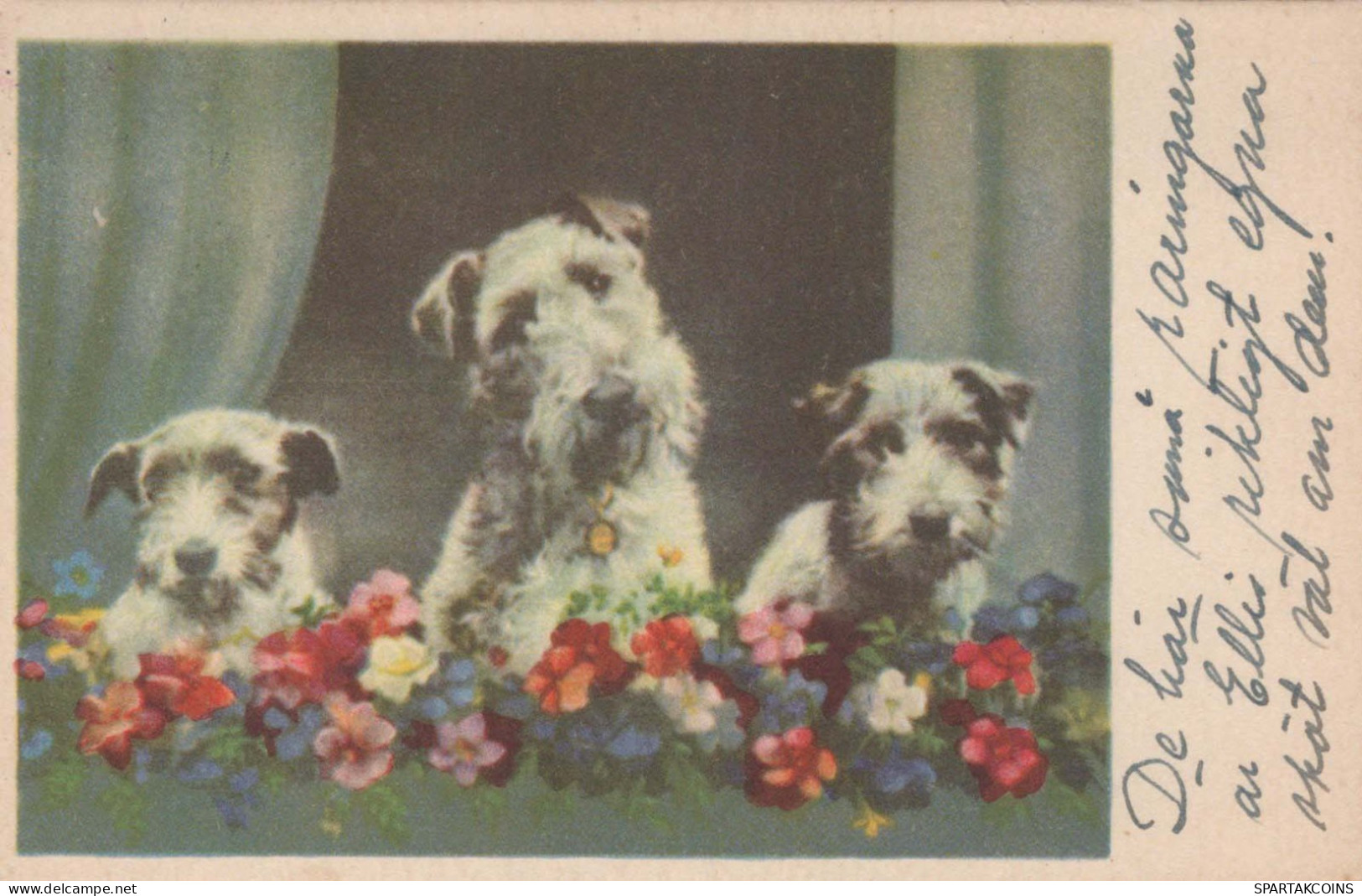 CHIEN Animaux Vintage Carte Postale CPA #PKE797.FR - Dogs