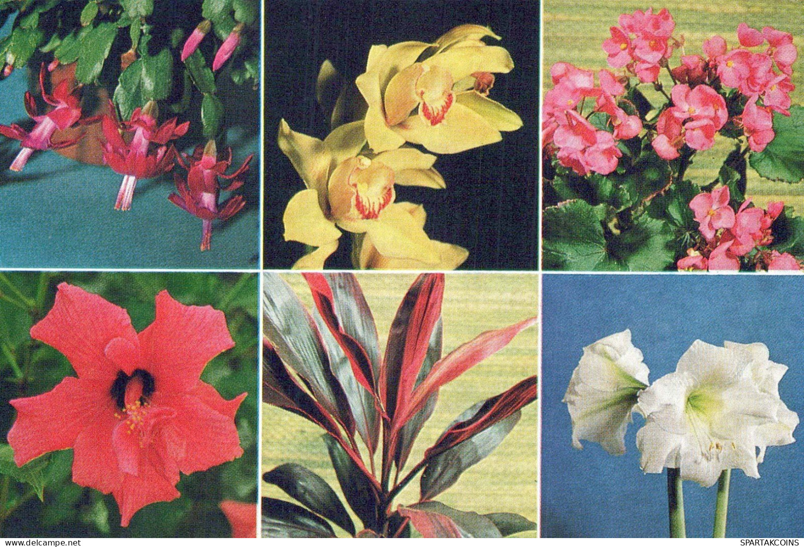 FLEURS Vintage Carte Postale CPSM #PBZ316.FR - Flowers