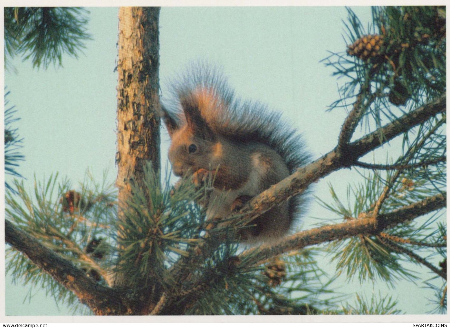 ÉCUREUIL Animaux Vintage Carte Postale CPSM #PBS719.FR - Other & Unclassified