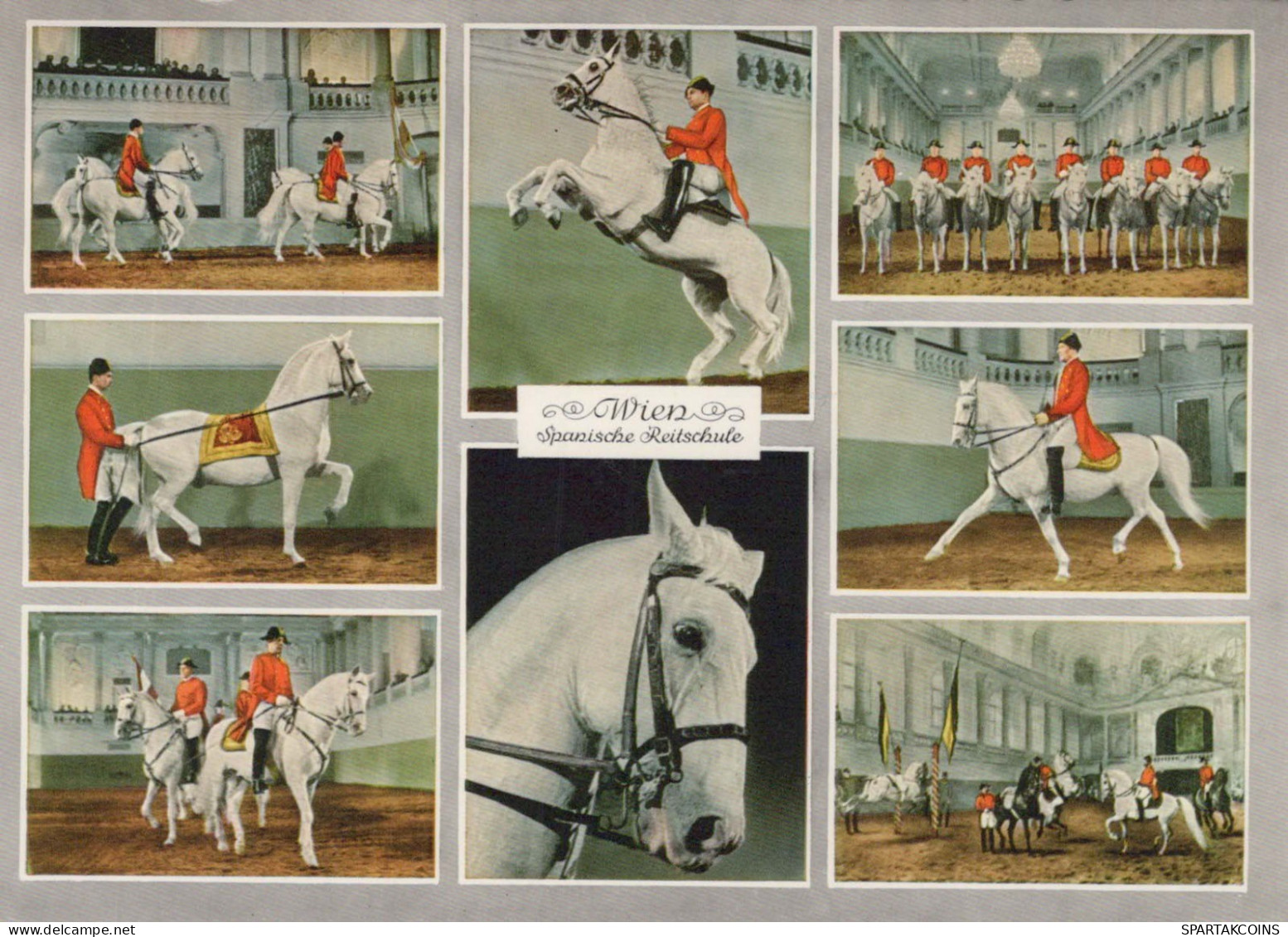 CHEVAL Animaux Vintage Carte Postale CPSM #PBR950.FR - Horses