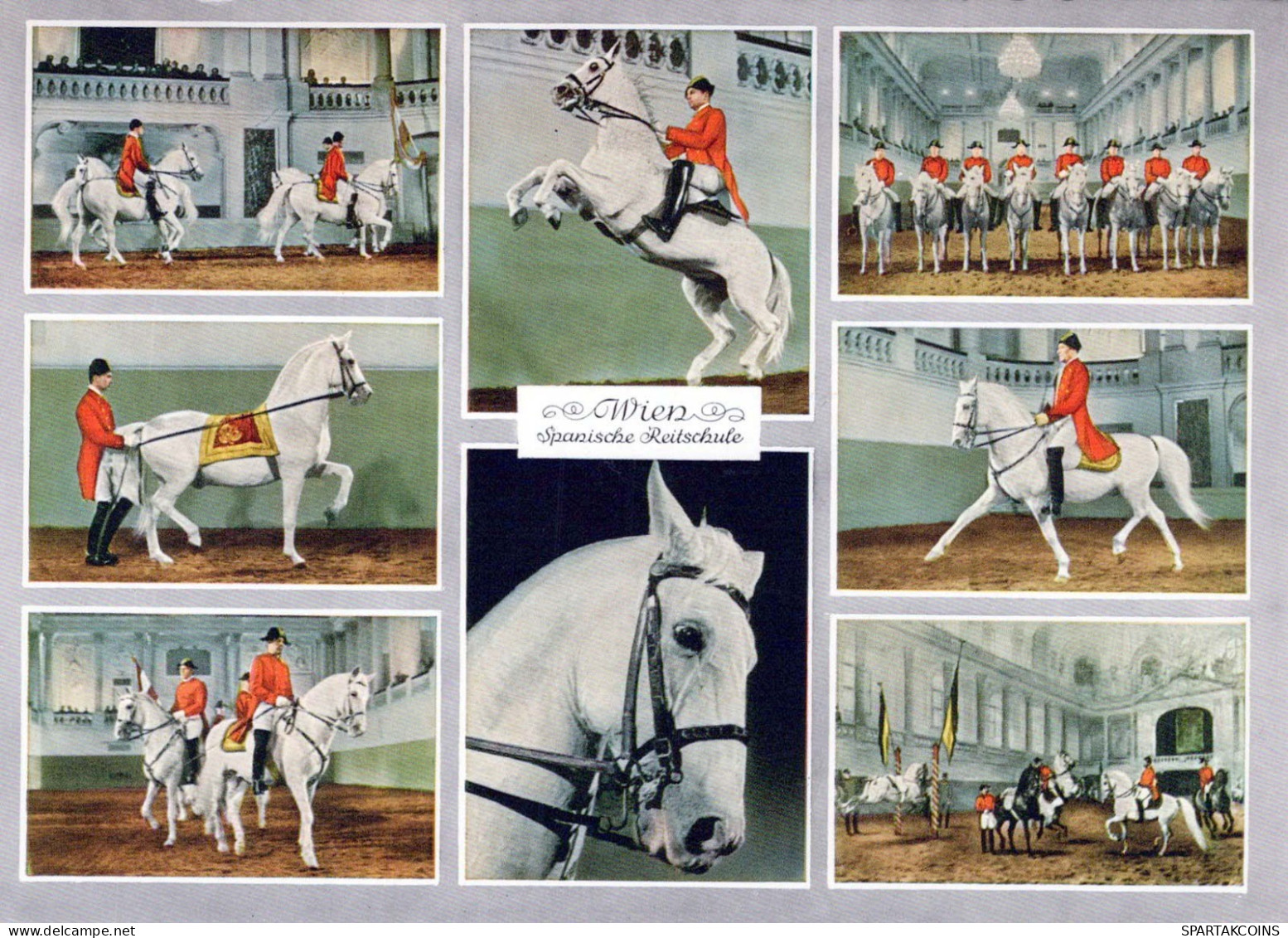 CHEVAL Animaux Vintage Carte Postale CPSM #PBR950.FR - Cavalli