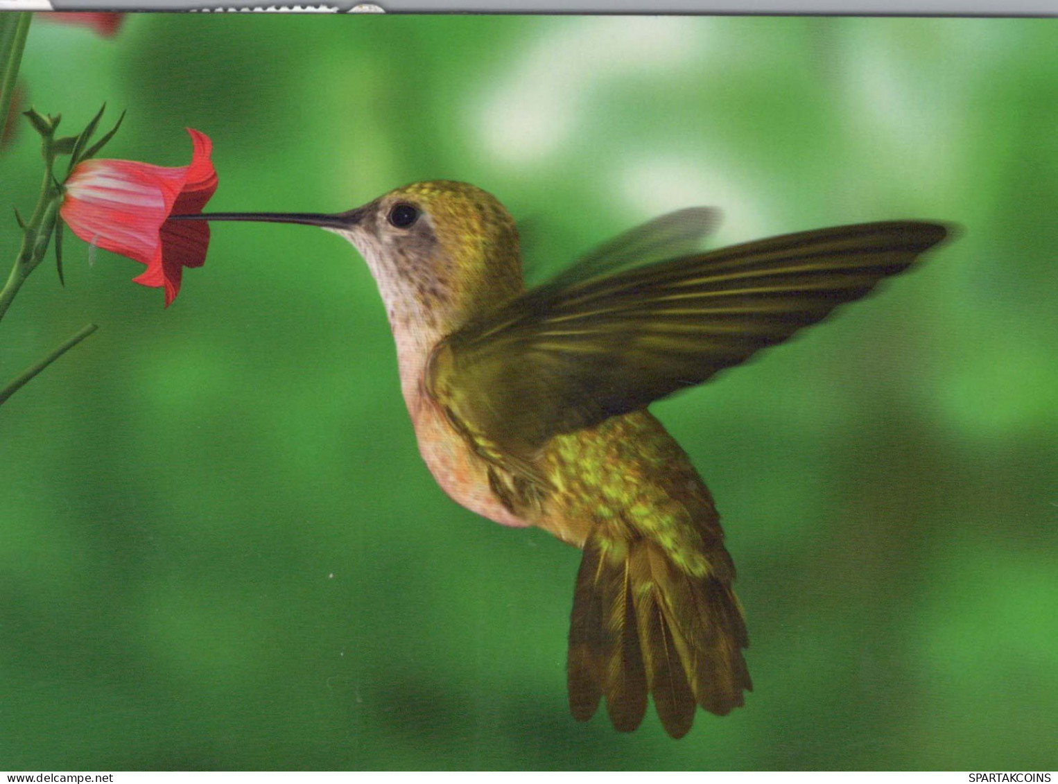 OISEAU Animaux Vintage Carte Postale CPSM #PBR677.FR - Birds