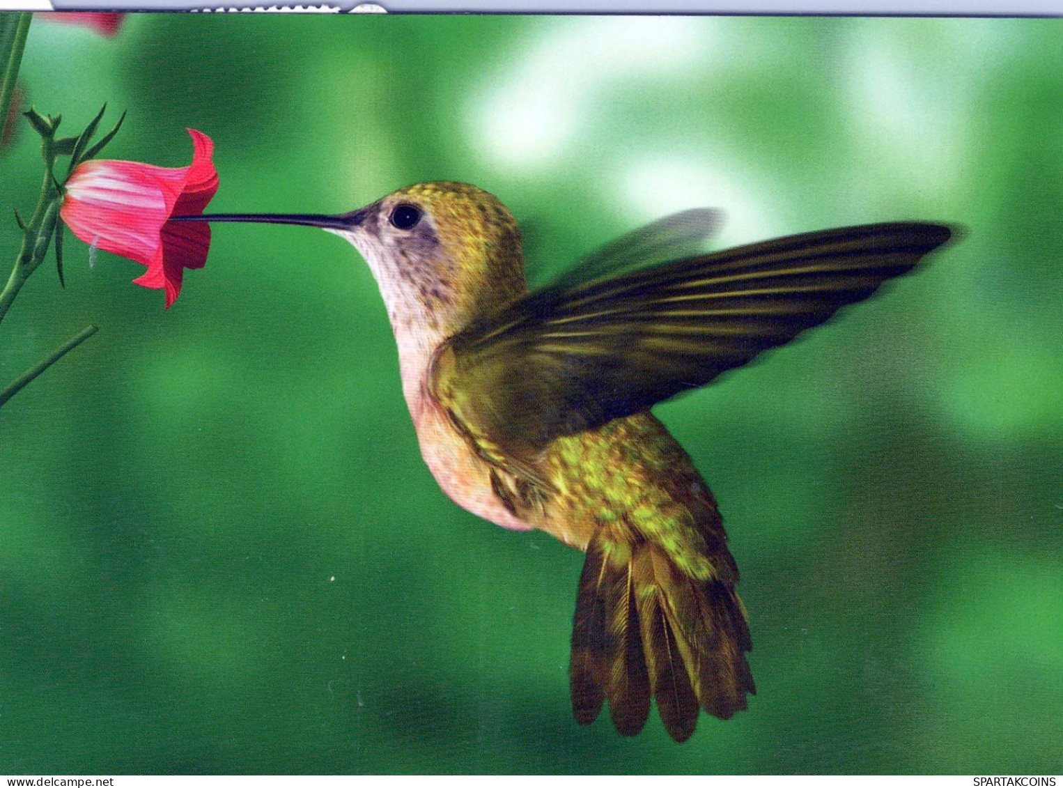 OISEAU Animaux Vintage Carte Postale CPSM #PBR677.FR - Pájaros