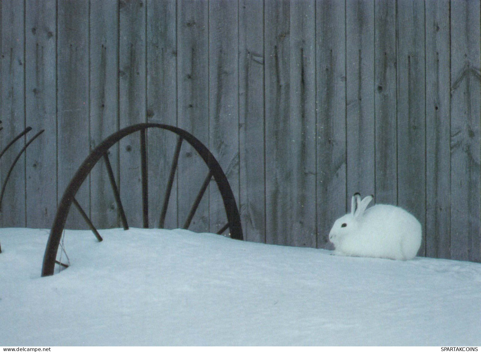 LAPIN Animaux Vintage Carte Postale CPSM #PBR150.FR - Sonstige & Ohne Zuordnung