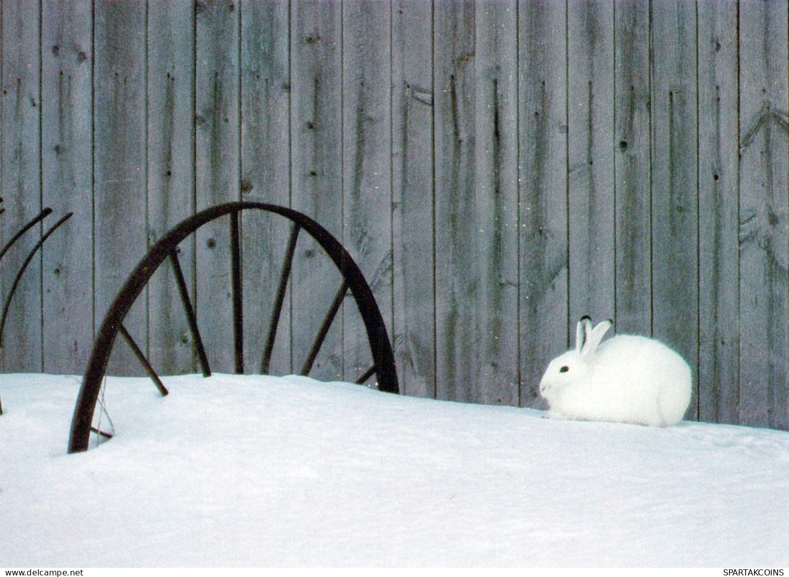 LAPIN Animaux Vintage Carte Postale CPSM #PBR150.FR - Other & Unclassified