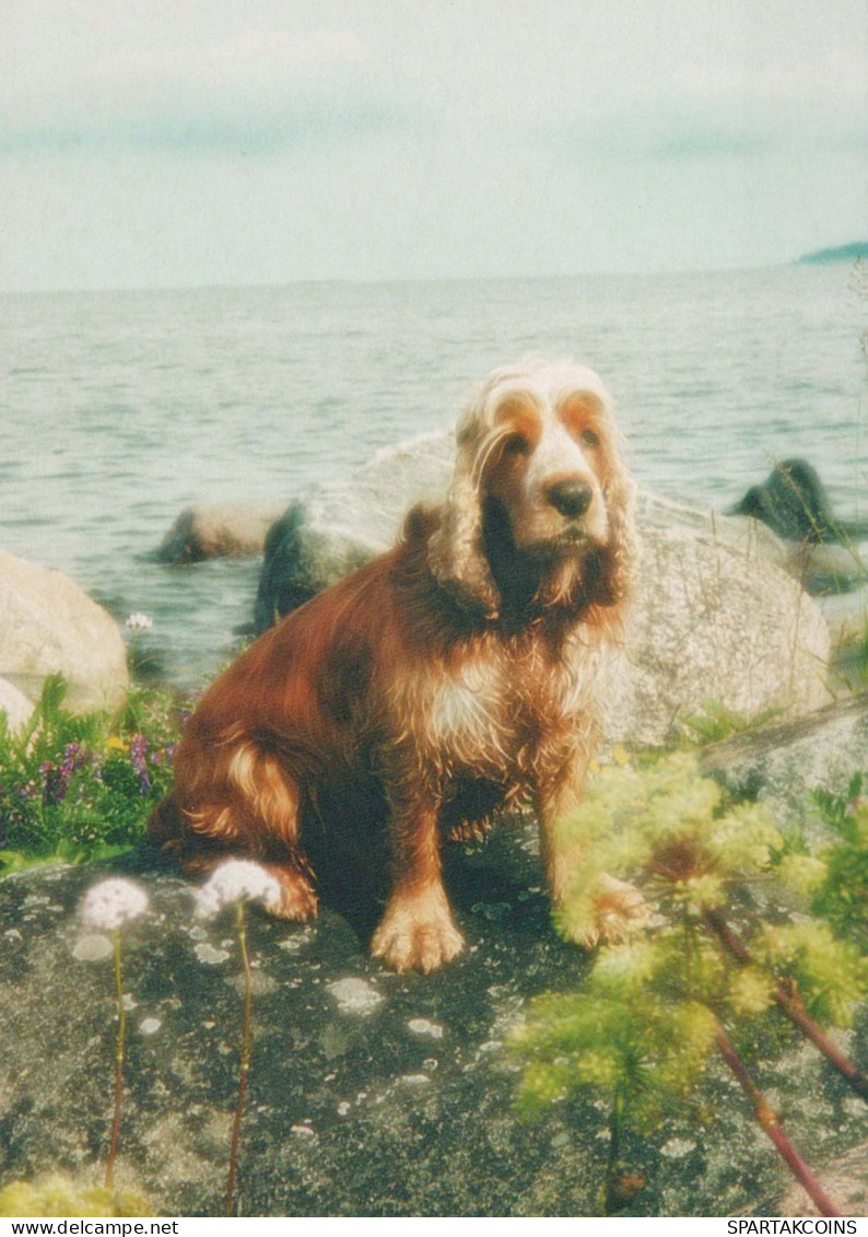 CHIEN Animaux Vintage Carte Postale CPSM #PBQ369.FR - Chiens