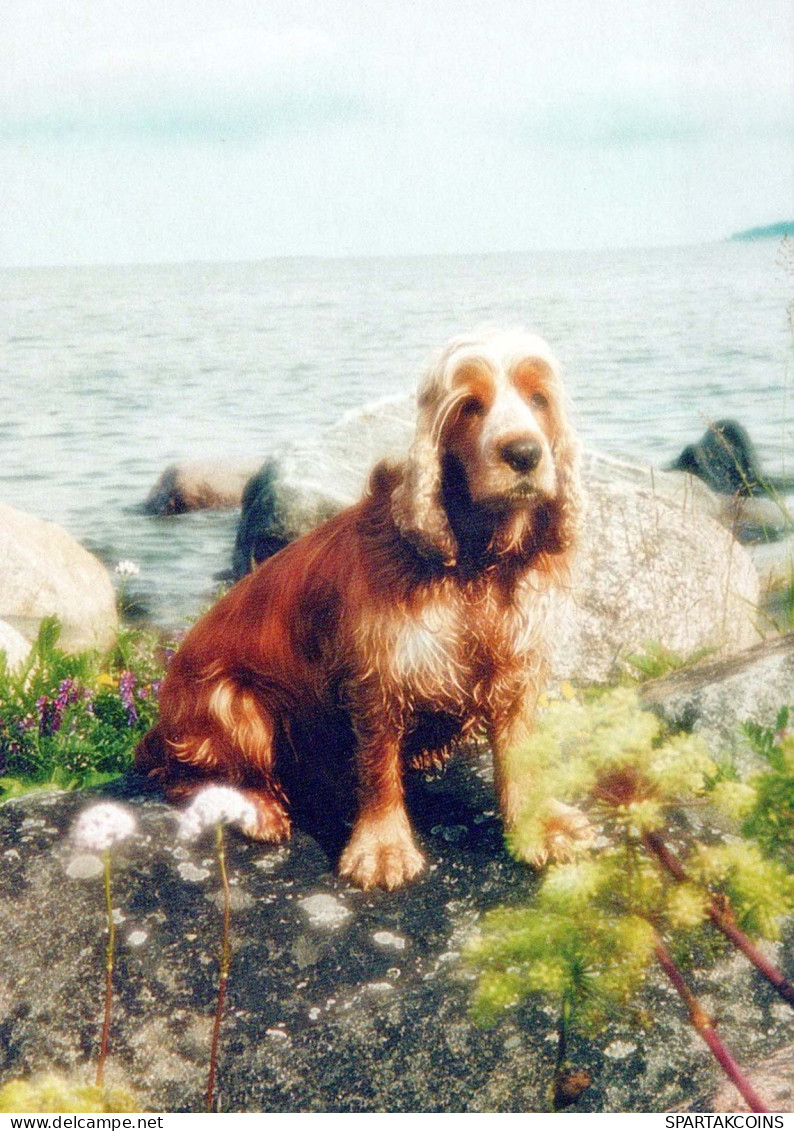 CHIEN Animaux Vintage Carte Postale CPSM #PBQ369.FR - Chiens