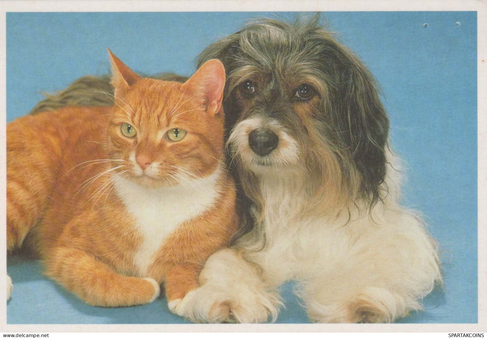 CHIEN Animaux Vintage Carte Postale CPSM #PBQ503.FR - Chiens