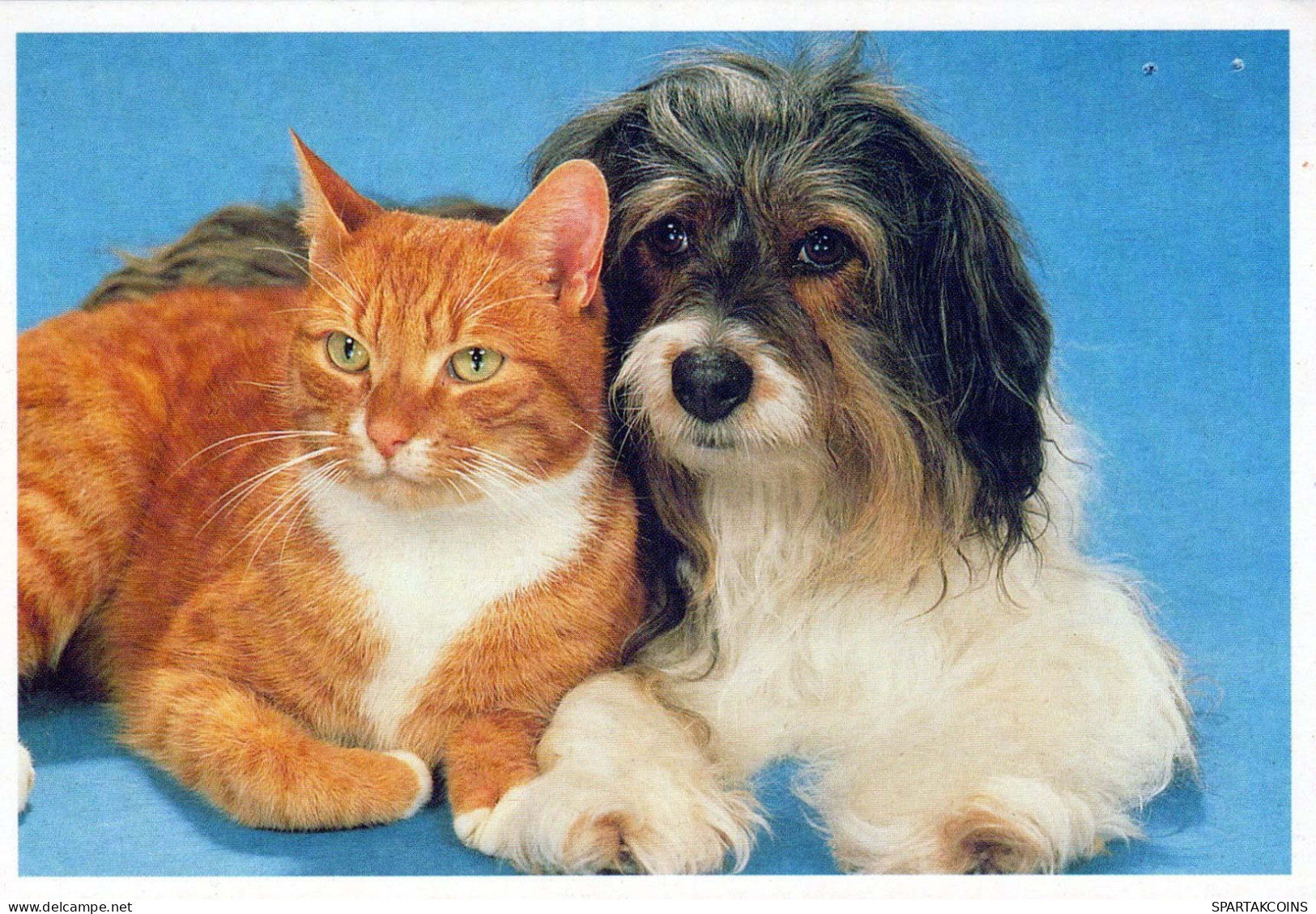 CHIEN Animaux Vintage Carte Postale CPSM #PBQ503.FR - Dogs