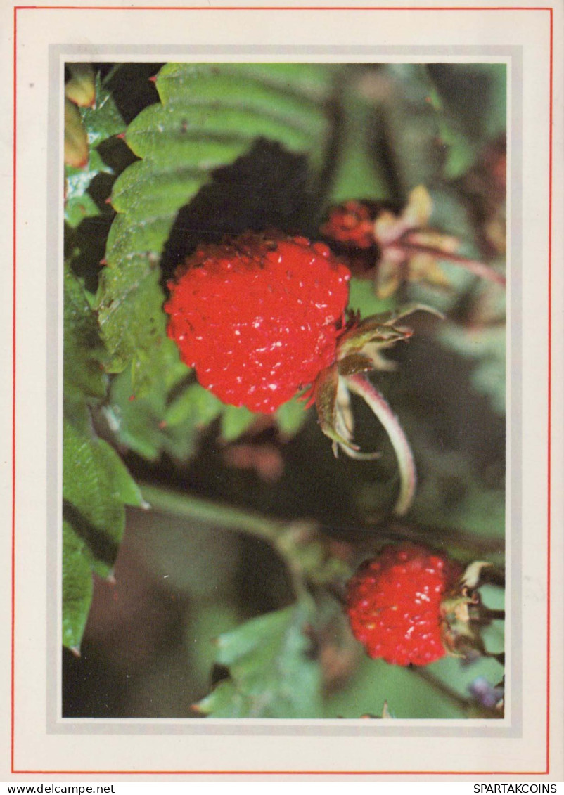 FIORI Vintage Cartolina CPSM #PAS695.IT - Flowers