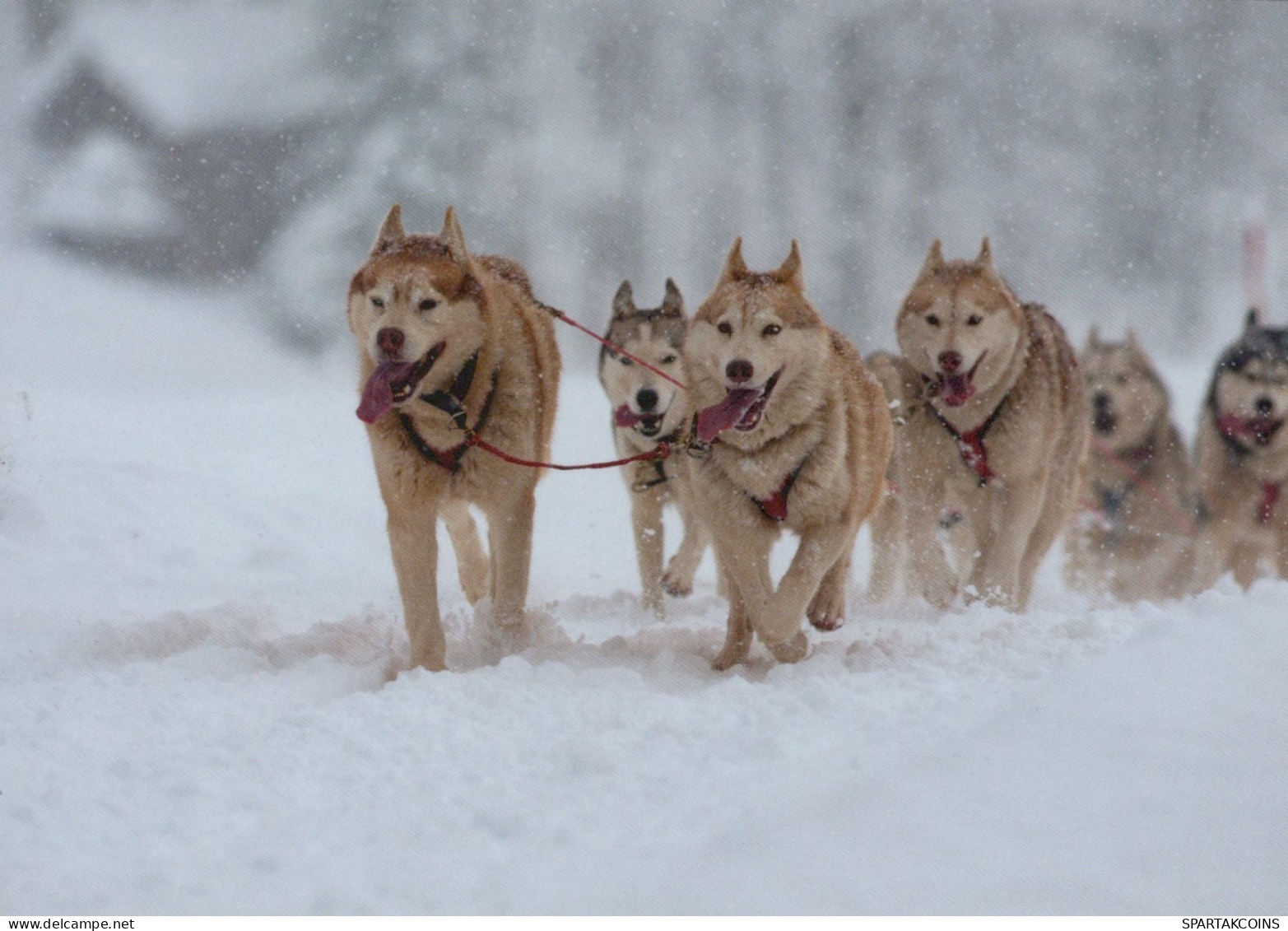 CANE Animale Vintage Cartolina CPSM #PAN419.IT - Chiens