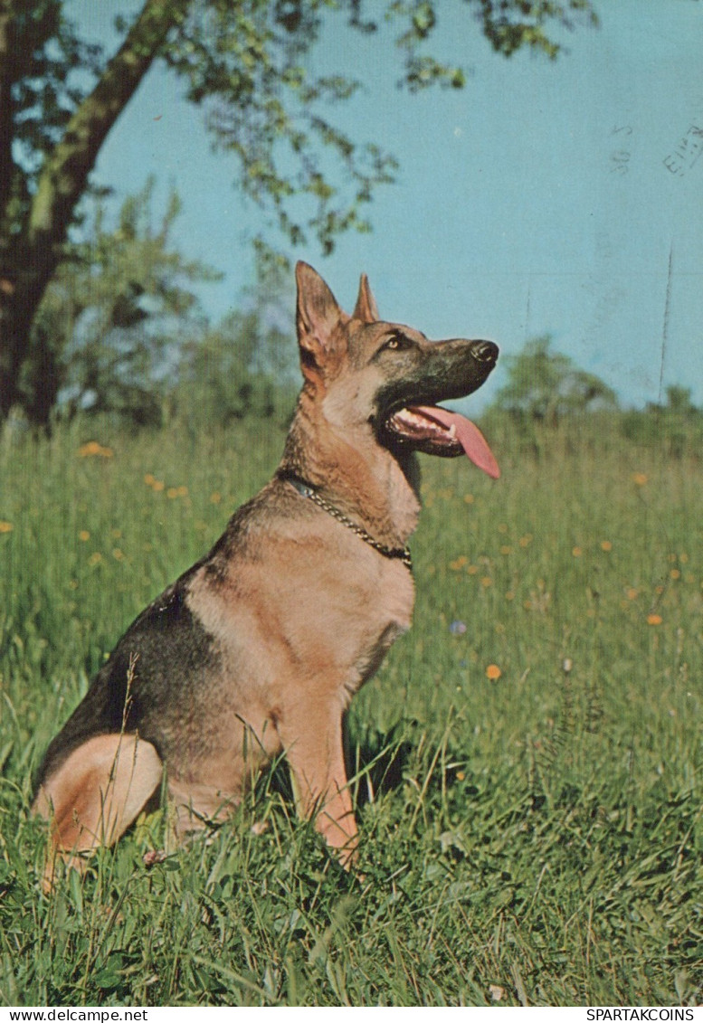 CANE Animale Vintage Cartolina CPSM #PAN612.IT - Hunde