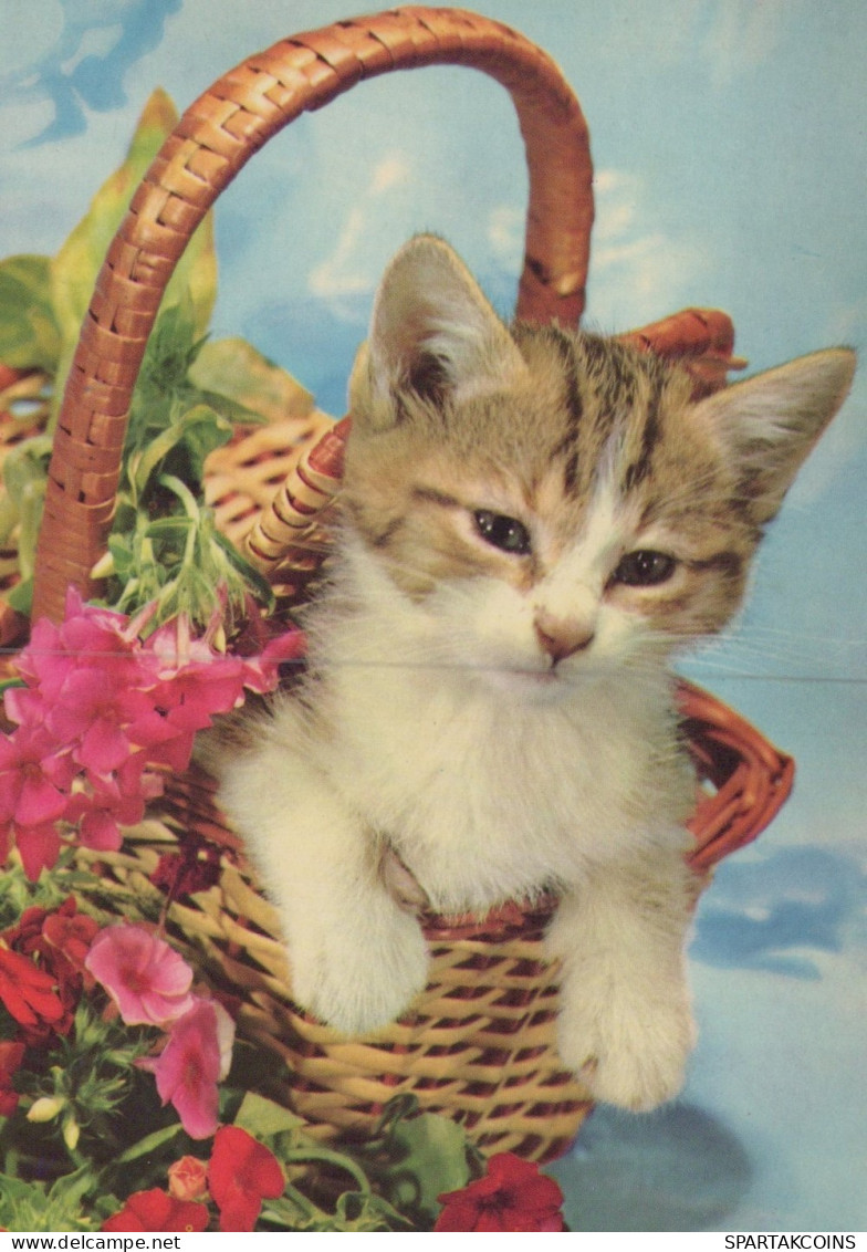 GATTO KITTY Animale Vintage Cartolina CPSM #PAM109.IT - Katten