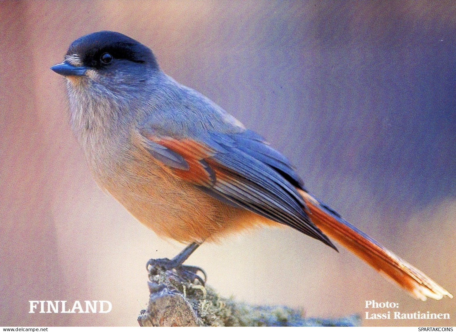 UCCELLO Animale Vintage Cartolina CPSM #PAM739.IT - Oiseaux