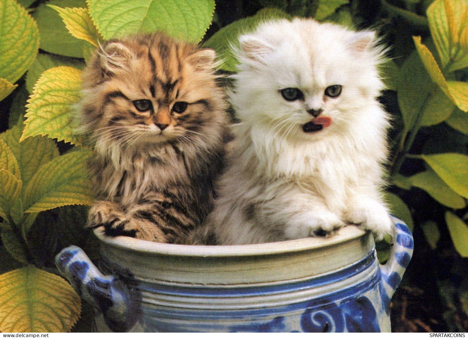 GATTO KITTY Animale Vintage Cartolina CPSM Unposted #PAM610.IT - Katten
