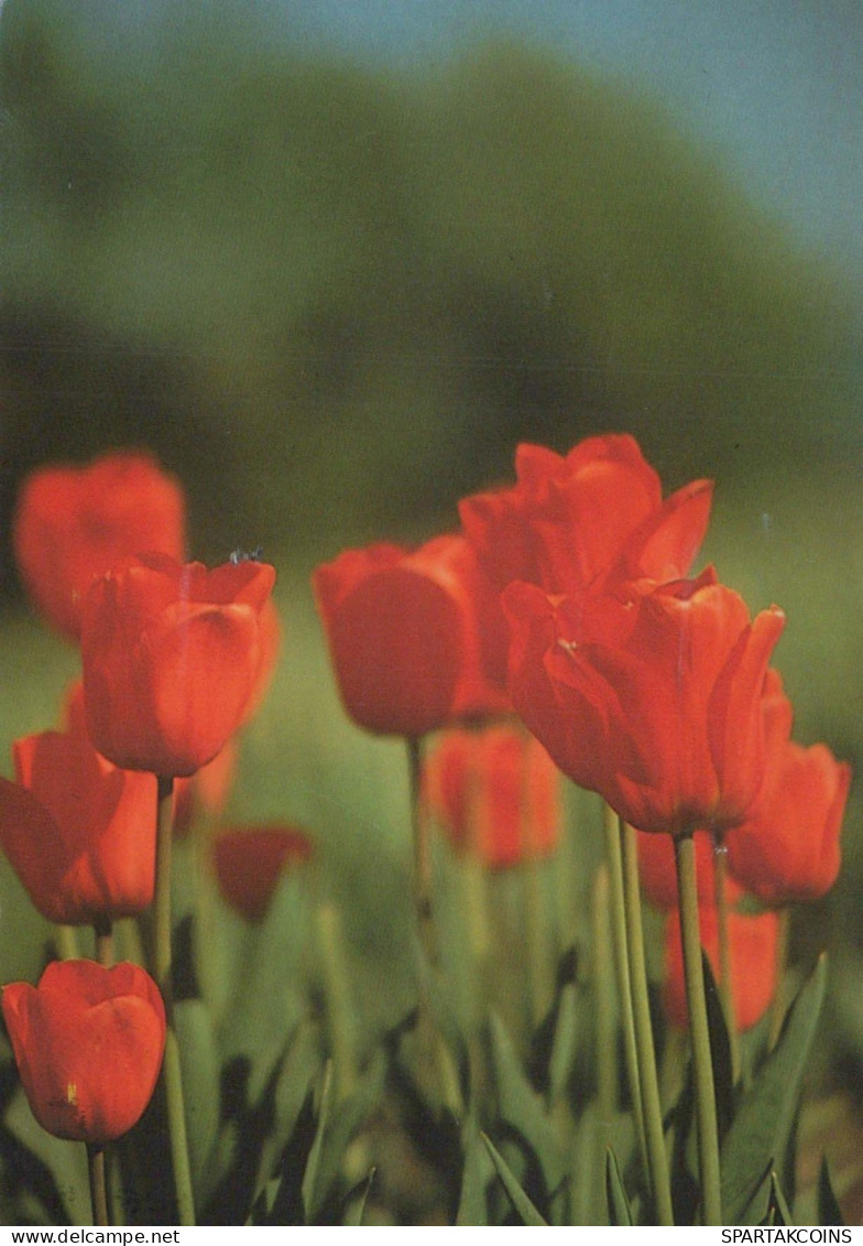 FLOWERS Vintage Ansichtskarte Postkarte CPSM #PBZ197.DE - Flowers