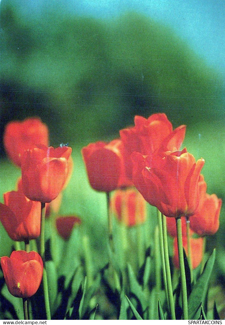 FLOWERS Vintage Ansichtskarte Postkarte CPSM #PBZ197.DE - Blumen