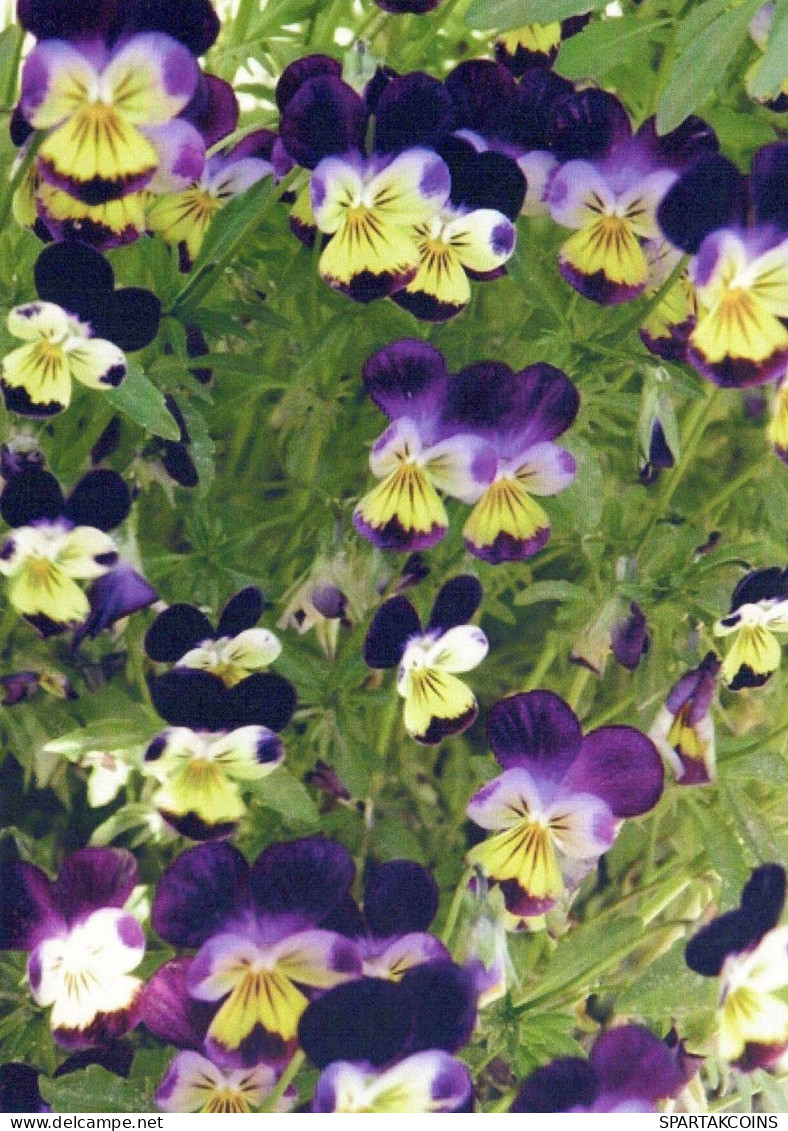 FLOWERS Vintage Ansichtskarte Postkarte CPSM #PBZ016.DE - Blumen