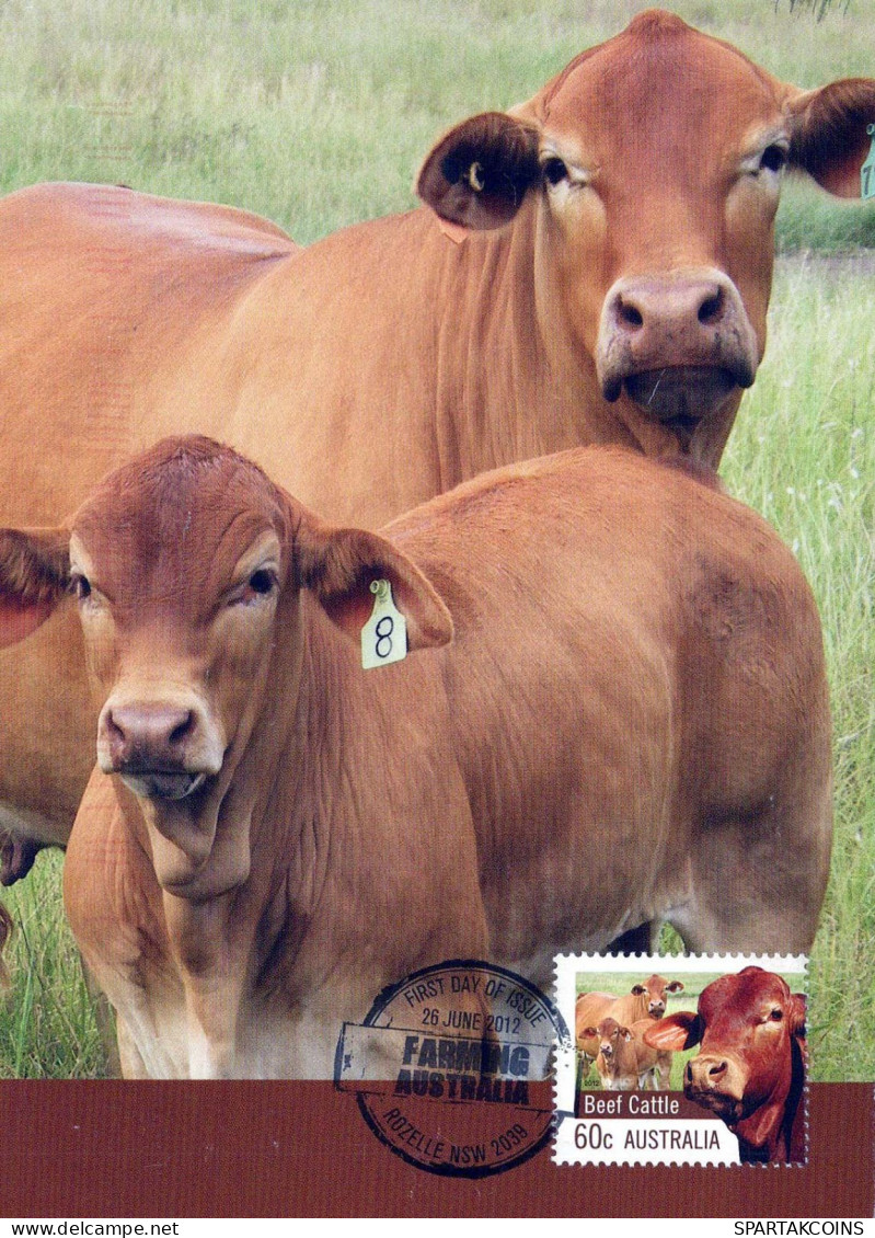 KUH Tier Vintage Ansichtskarte Postkarte CPSM #PBR802.DE - Vacas