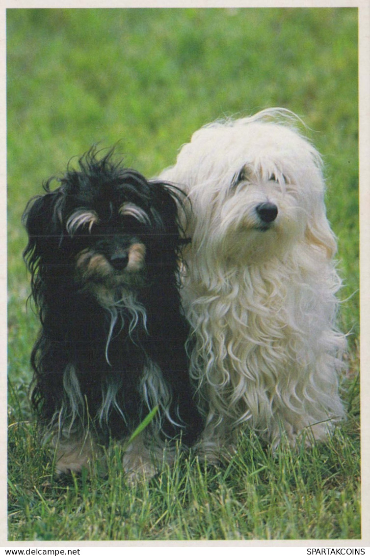 HUND Tier Vintage Ansichtskarte Postkarte CPSM #PBQ504.DE - Hunde