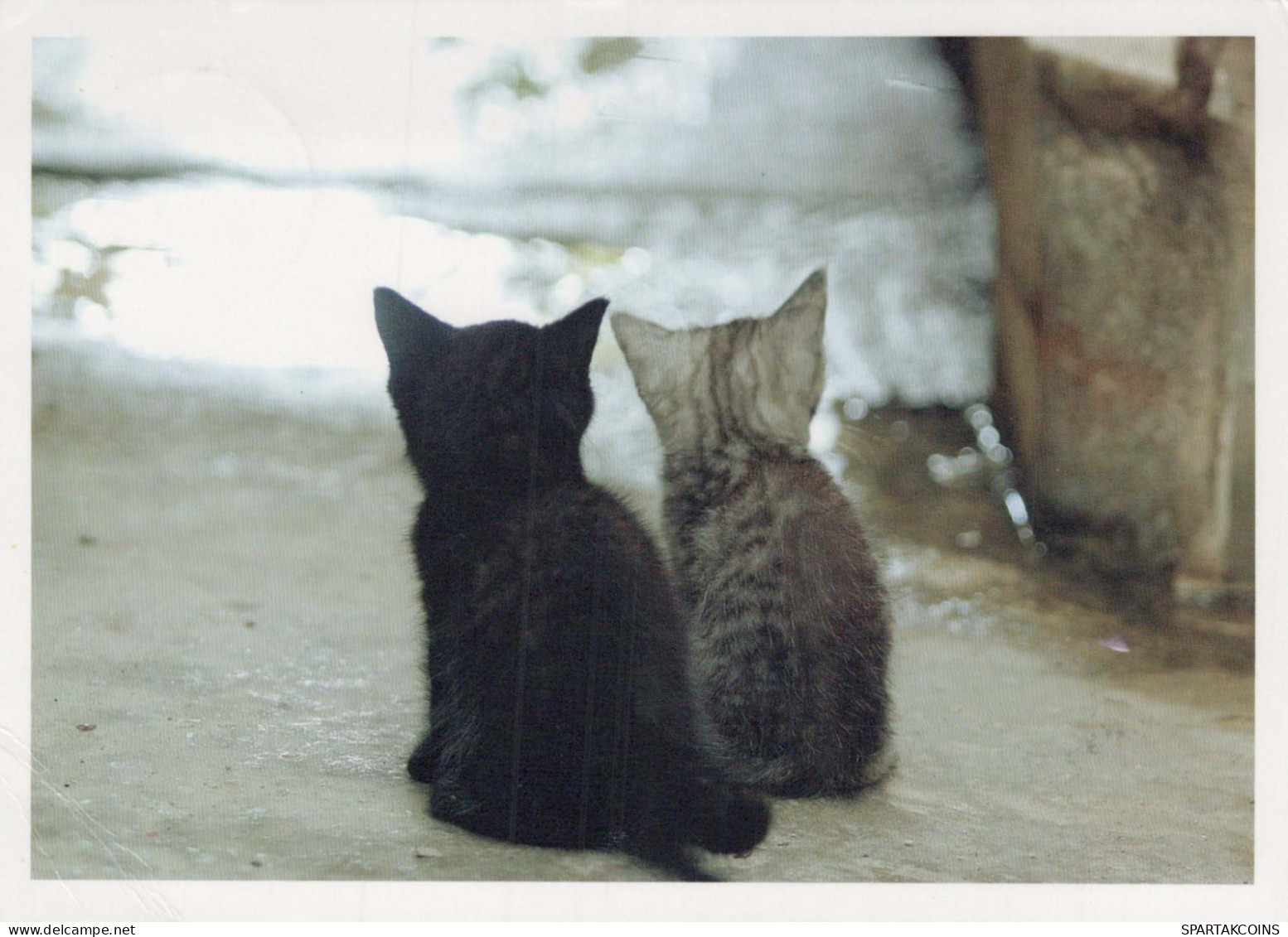 KATZE MIEZEKATZE Tier Vintage Ansichtskarte Postkarte CPSM #PBQ956.DE - Katten