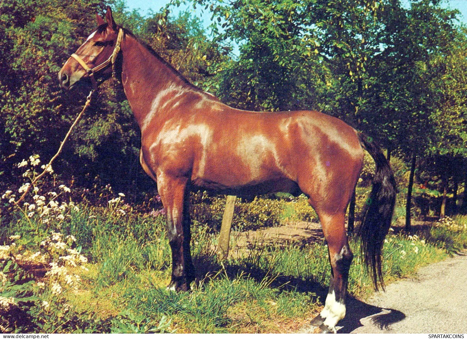 CAVALLO Animale Vintage Cartolina CPSM #PBR953.IT - Paarden