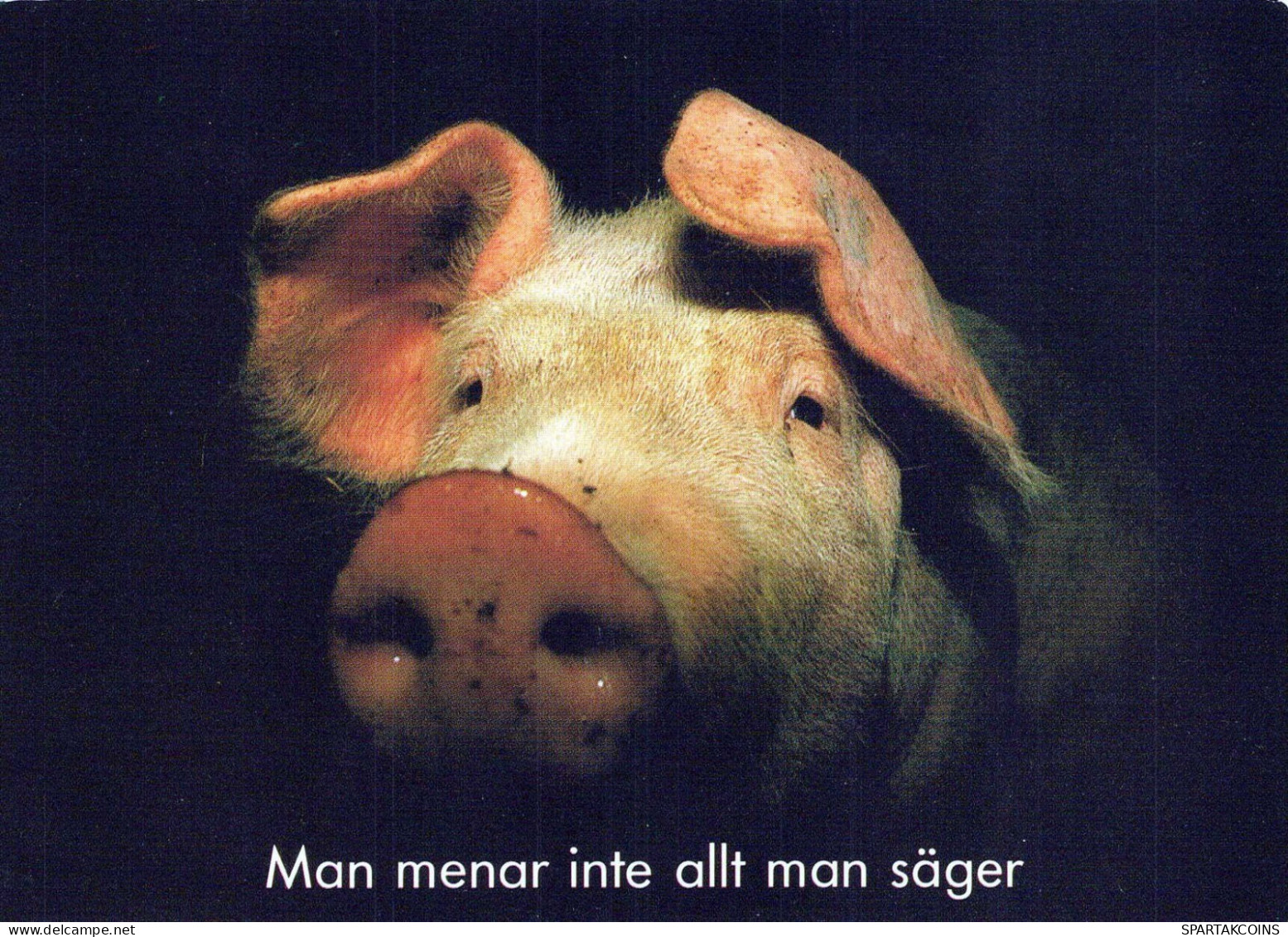 MAIALE Animale Vintage Cartolina CPSM #PBR741.IT - Schweine