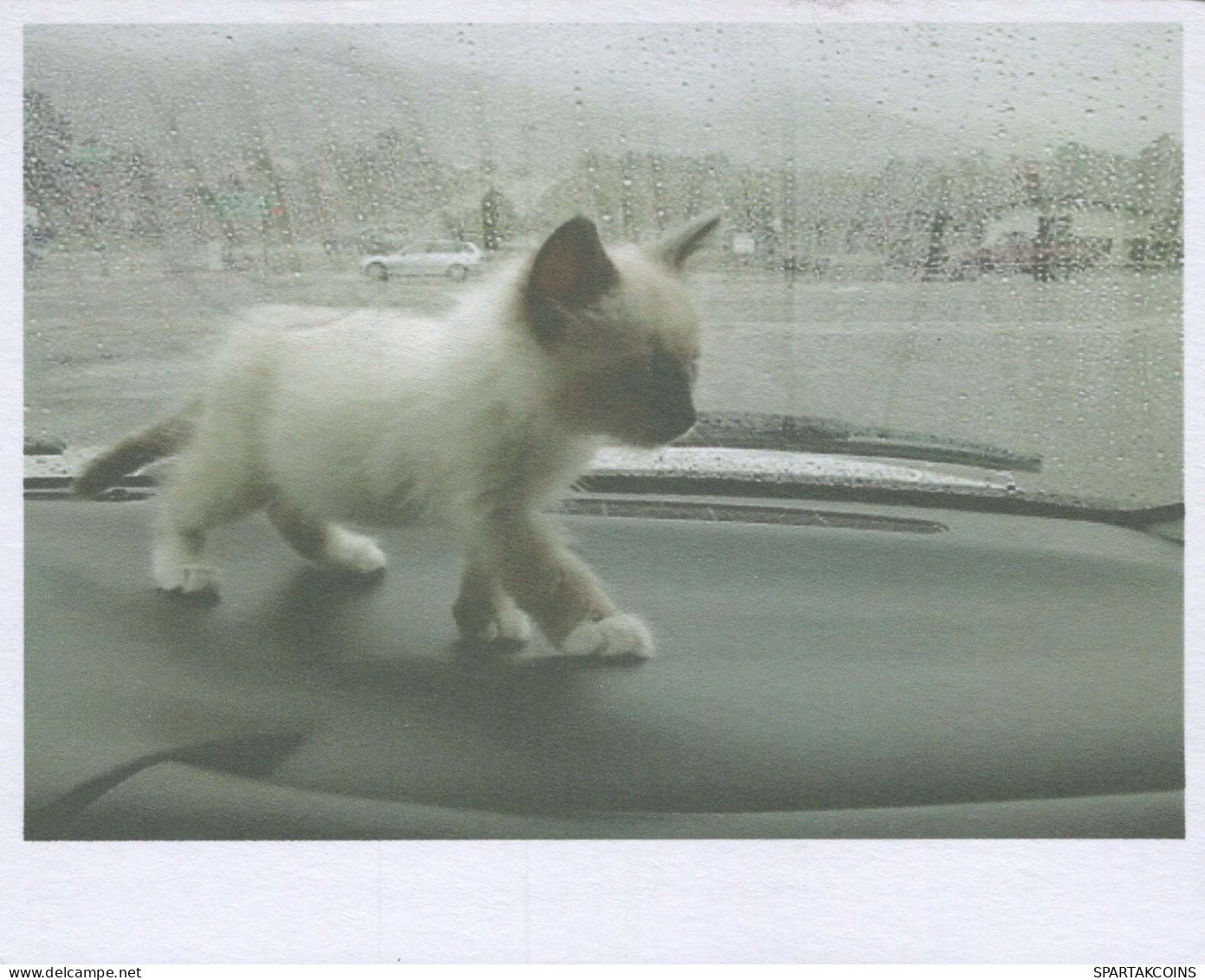 GATTO KITTY Animale Vintage Cartolina CPSM #PBQ774.IT - Katten