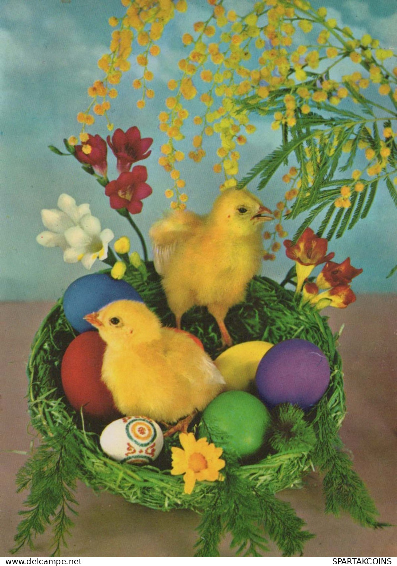 PASQUA POLLO UOVO Vintage Cartolina CPSM #PBO726.IT - Easter