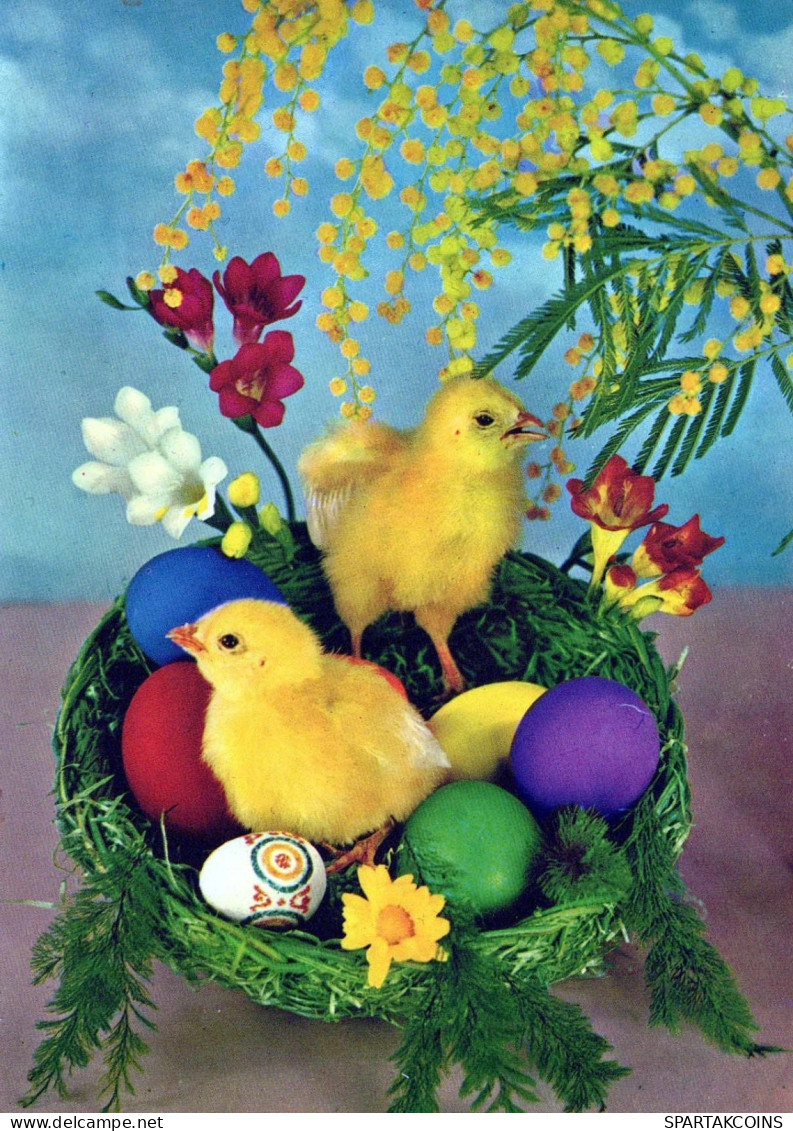 PASQUA POLLO UOVO Vintage Cartolina CPSM #PBO726.IT - Ostern