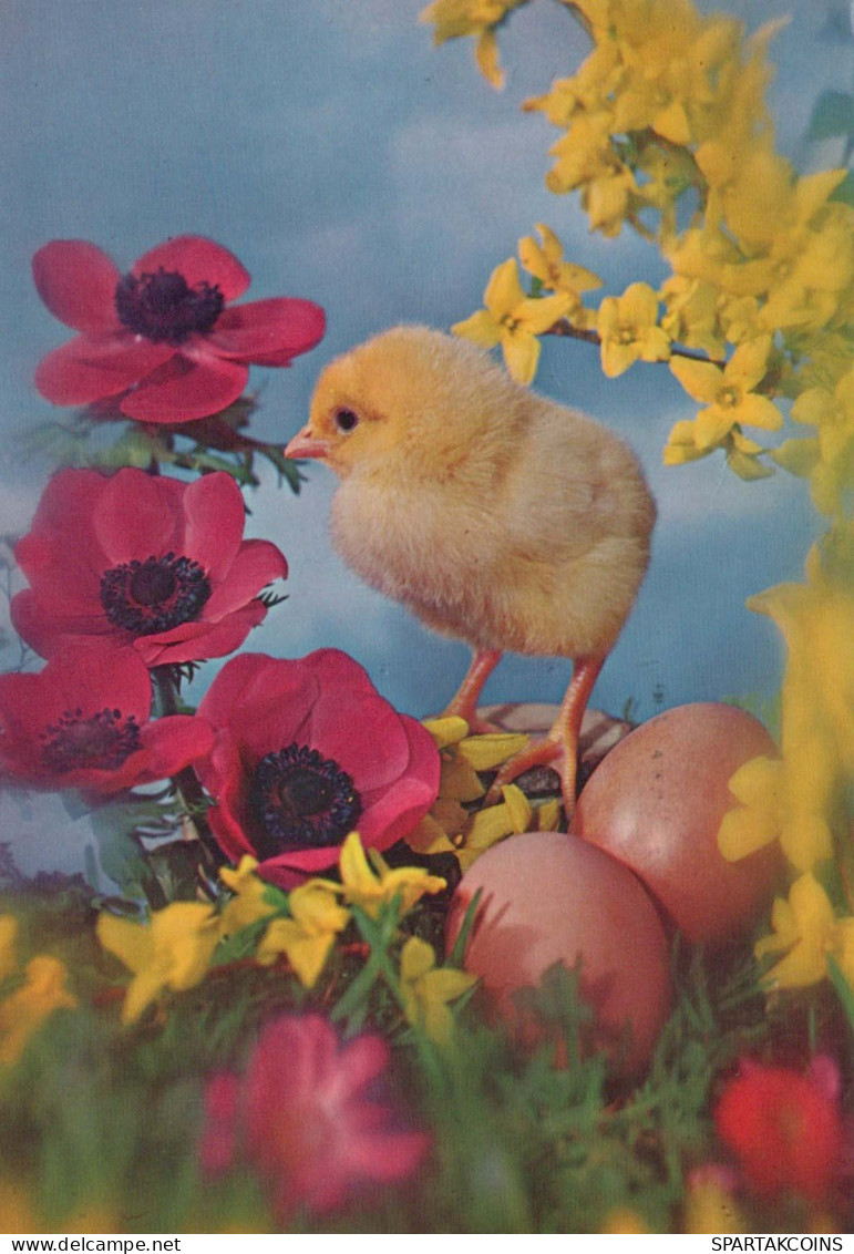 PASQUA POLLO UOVO Vintage Cartolina CPSM #PBP105.IT - Easter