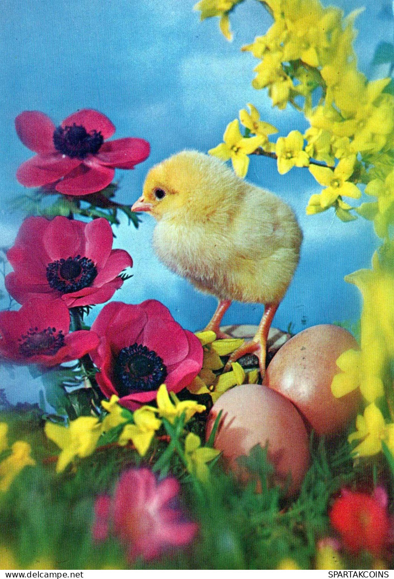 PASQUA POLLO UOVO Vintage Cartolina CPSM #PBP105.IT - Easter