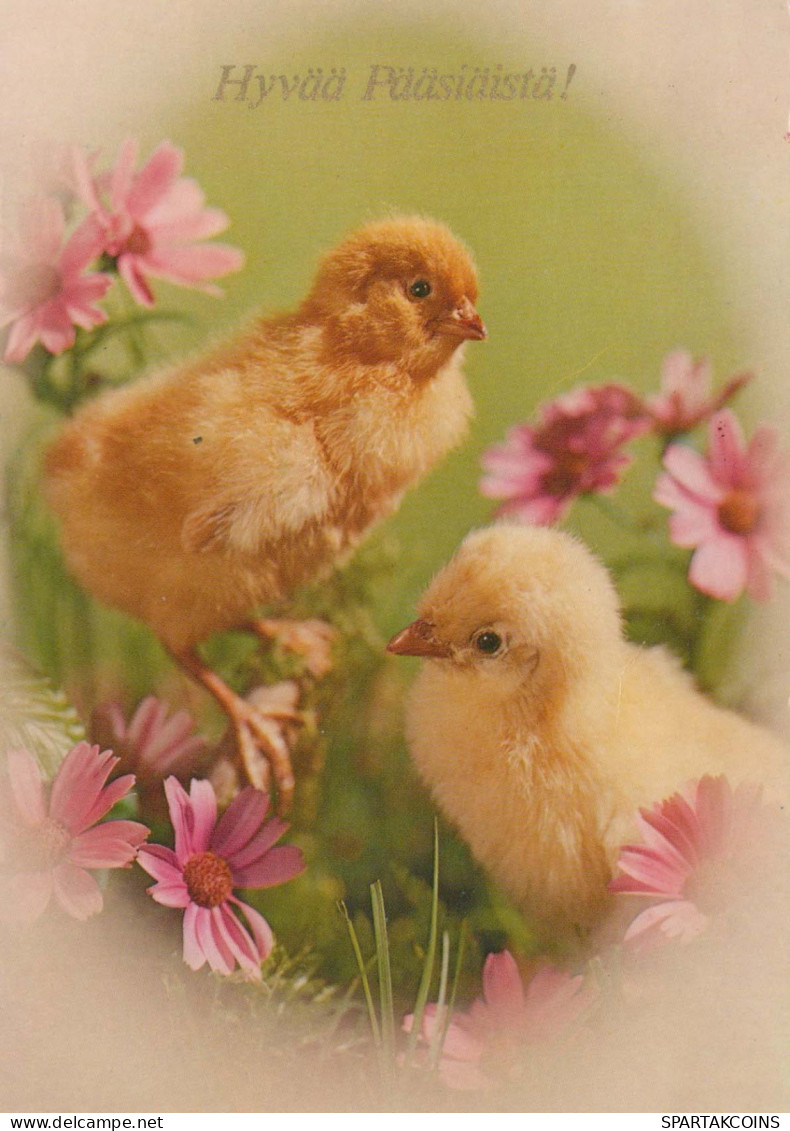 PASQUA POLLO UOVO Vintage Cartolina CPSM #PBP227.IT - Easter