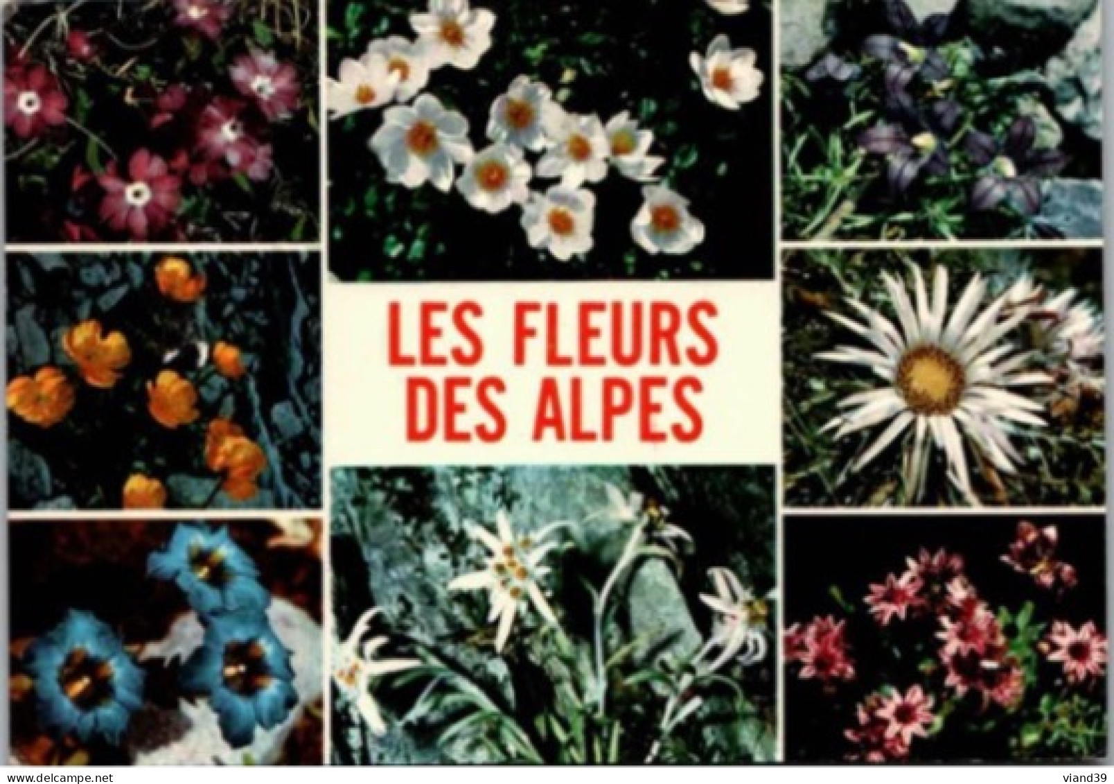 Les Fleurs Des Alpes. - Rhône-Alpes