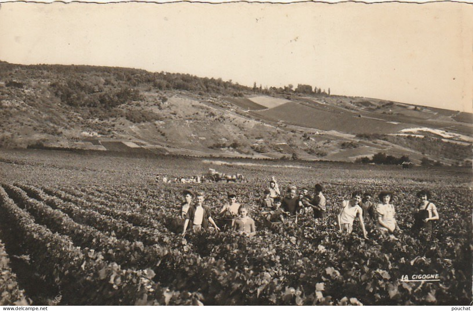 EP 25 -(51) AY  -  SCENE DE VENDANGES    -  2 SCANS - Vignes